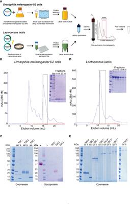 Heterologous Expression and Evaluation of Novel Plasmodium falciparum Transmission Blocking Vaccine Candidates